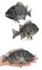 [Nekogamiyama] Stone Snapper, Sea Fish, Rocky Coast, Figure, Model, Miniature, Ornament, Interior Decor, Collectible Model