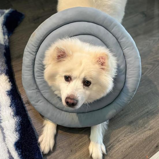 Собачий конус мягкий регулируемый воротник-пончик со шнурком альтернатива конусу для собак после операции для крупных средних маленьких собак и кошек