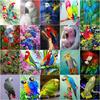 DIY 5D Full Drill Diamond Painting Animal Parrot Cross Stitch Home Decor Embroidery Mosaic Art Picture Of Rhinestones
