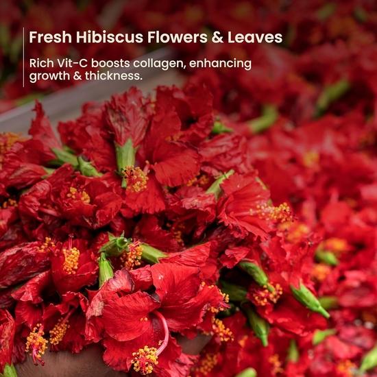 Nat Habit Five Oil Hibiscus Shampoo and Conditioner Combo for Women & Men Hair Fall Control, 72 Hr Frizz Control