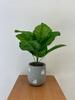 Artificial Plant Flower In A Pot For Home Office Realistic 37Cm Calatea