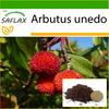 Strawberry Tree - 50 Seeds - With Potting Substrate for Better Cultivation - Arbutus Unedo