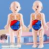 Human Organ Assembly Science Model Toy for Kids: Early Education and Skeletal Exploration