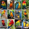 Diy 5d Diamond Painting Full Round Drill Parrot Sticker Mosaic Cross Stitch Animal Embroidery Bird Home Decor Wall Art Gift