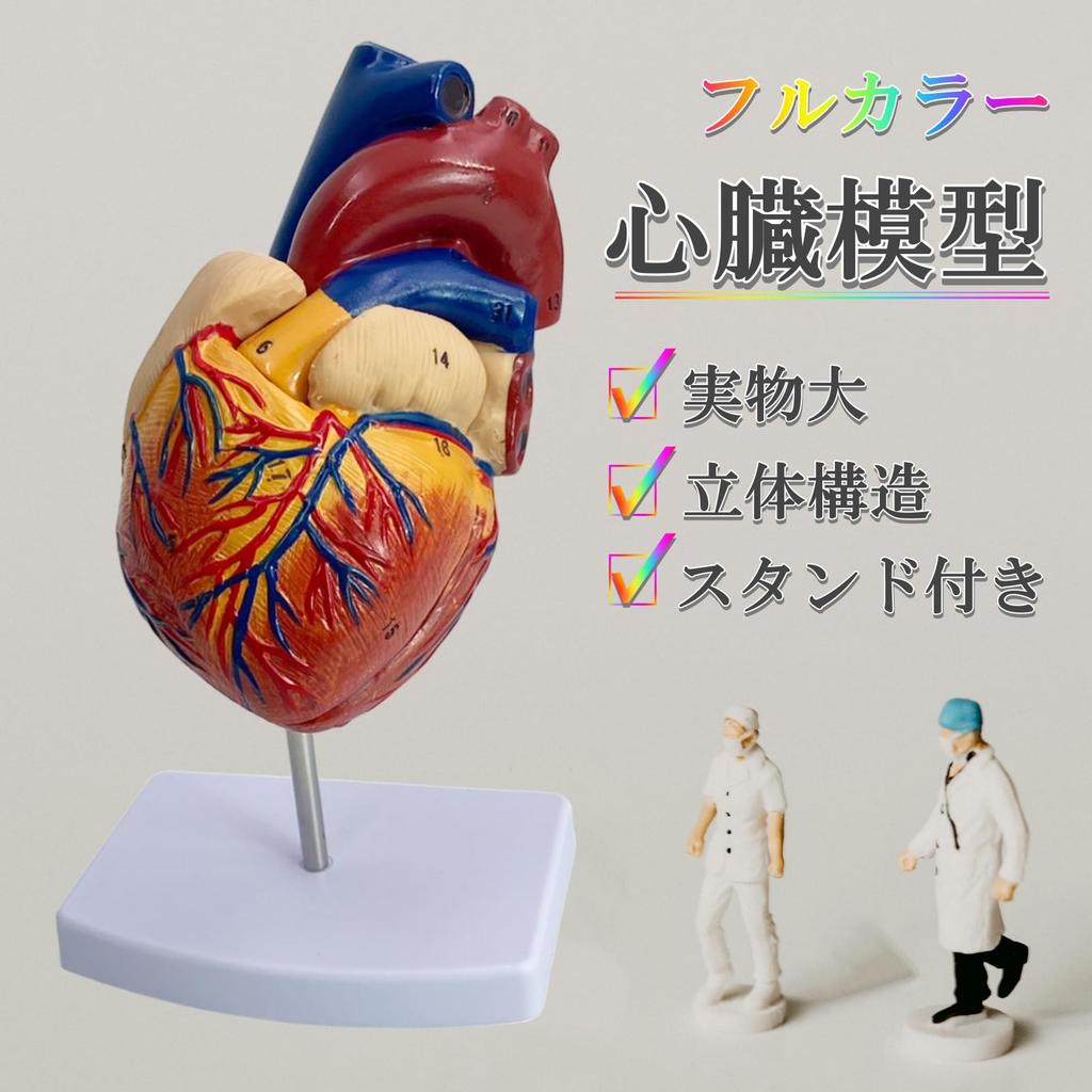 Lunari Heart Model, Life-Size 1:1 Human Anatomy Model, Full Color, with Stand, Educational, Anatomical Structure, Research, Training Materials