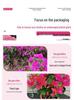 Large Bougainvillea Climbing Plant with Flowers - Indoor/Outdoor Greenery for Balcony and Courtyard