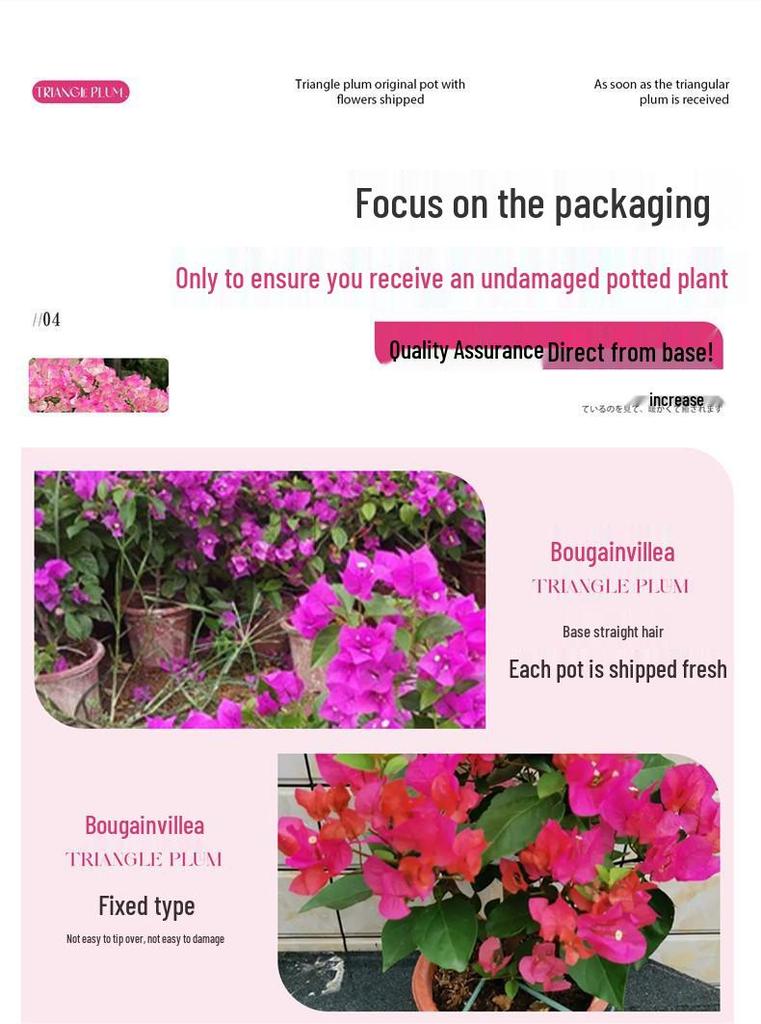 Large Bougainvillea Climbing Plant with Flowers - Indoor/Outdoor Greenery for Balcony and Courtyard