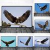 Картина на холсте с изображением орла, постеры и принты, настенные художественные картины для гостиной, птицы, животного, домашний декор, декоративные куадросы, без рамки