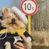 1 pcs Mini Solid Color Pet Decor Pet Wool Cap Pet Headwear Dog Beret Cat Hat
