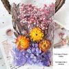 DIY Mixed Pressed Flowers Pack for Photo Frames and Kindergarten Crafts