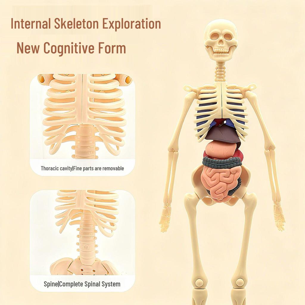 Children's Educational Anatomy Puzzle Toy - Cross-Border Human Skeleton Organ Assembly Model