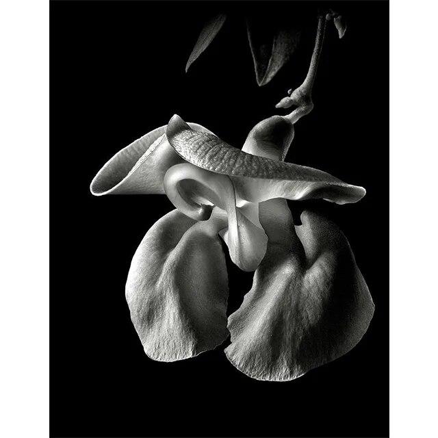 Черно-белые цветы подсолнуха, лилии, принты, постер, холст, живопись, современные настенные художественные картины для гостиной, спальни, домашний декор, без рамки