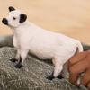 Schleich Ферма Крупный рогатый скот Галловейской породы 13960 (женский пол)