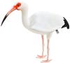 BH8192 HANSA White Ibis 54