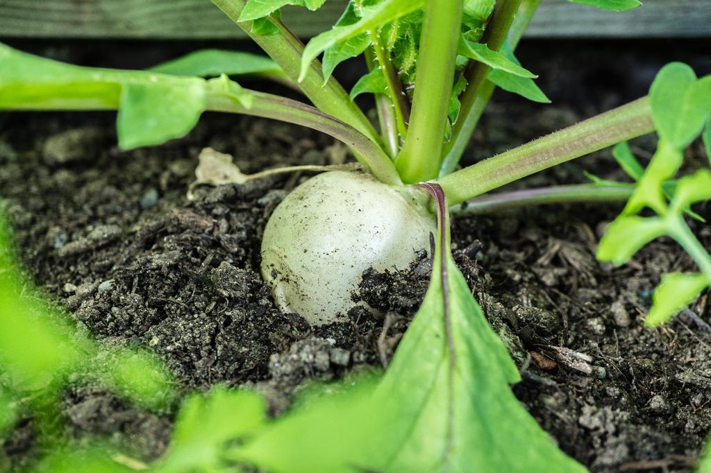SAFLAX Сад в сумке - Органический - Редис - Длинная белая сосулька - 100 семян - С субстратом в подходящем стоячем мешке - Raphanus sativus