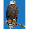 5D DIY Алмазная картина "Американский орел" Вышивка крестом Домашний декор Подарок