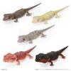 Genuine Popularity Gacha Biological Encyclopedia Japanese Gecko Bearded Lizard Action Figure Model Toys