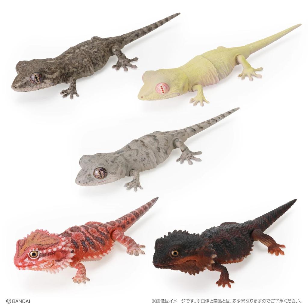 Genuine Popularity Gacha Biological Encyclopedia Japanese Gecko Bearded Lizard Action Figure Model Toys