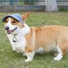 Safety Dogs Baseball Caps with Stretch Chin Rope Fashion Cool Dogs Cats Hat Baseball Caps Pet Protects Ridding Caps