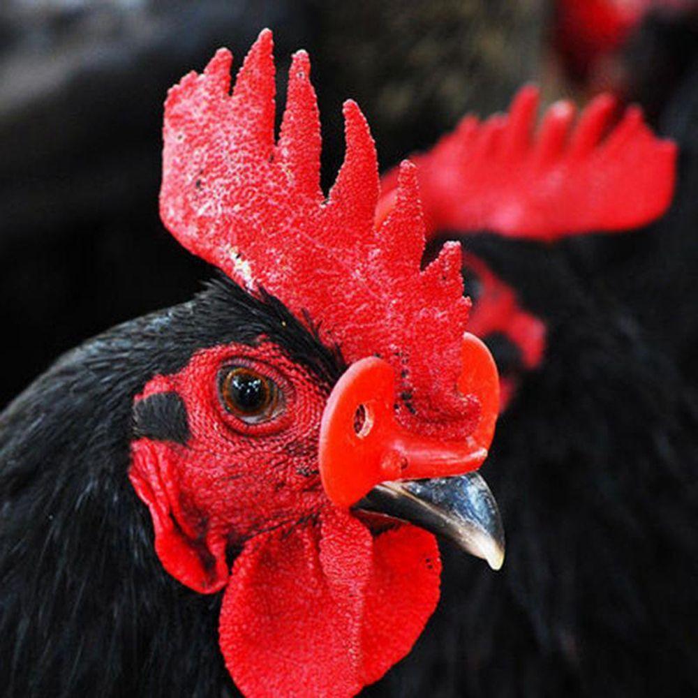 50 шт. Пластиковые очки без болтов для защиты от клюва курицы, голубя, фазана, очки для защиты от клюва птицы