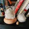 Стеклянная бутылка для сбора шерсти кошек, милые бутылочки для сбора шерсти кошек с деревянными основаниями, настольное украшение для дома, товары для питомцев, подарки