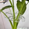 Monstera Plant Stands & Flower-Shaped Support Stakes for Indoor/Outdoor Growth