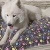Pet Dog Cat Star Paws Bed Mat Soft Fleece Blanket Warm Sleeping Cushion Mattress