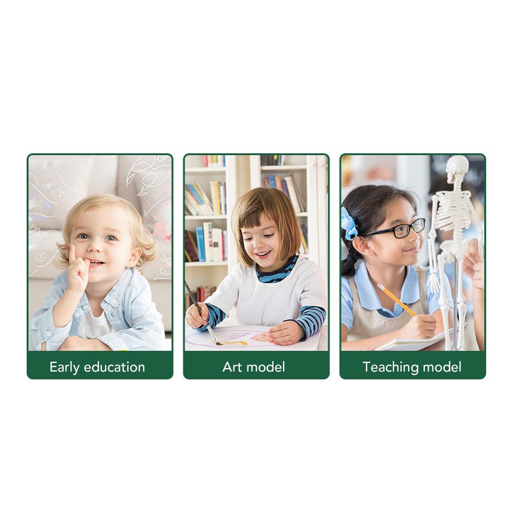 Human Skeleton Model Articulated Joint Removable Exquisite Craft Anatomy Human Body Skeleton Model for School Education Holiday Decoration