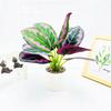 Epipremnum Aureum Simulated And Dasheen Leaves Potted Artificial Ornaments Plant