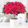Large Azalea Potted Plant with Blooming Buds - Year-Round Indoor/Outdoor Cold-Resistant Green Flower, Easy Care