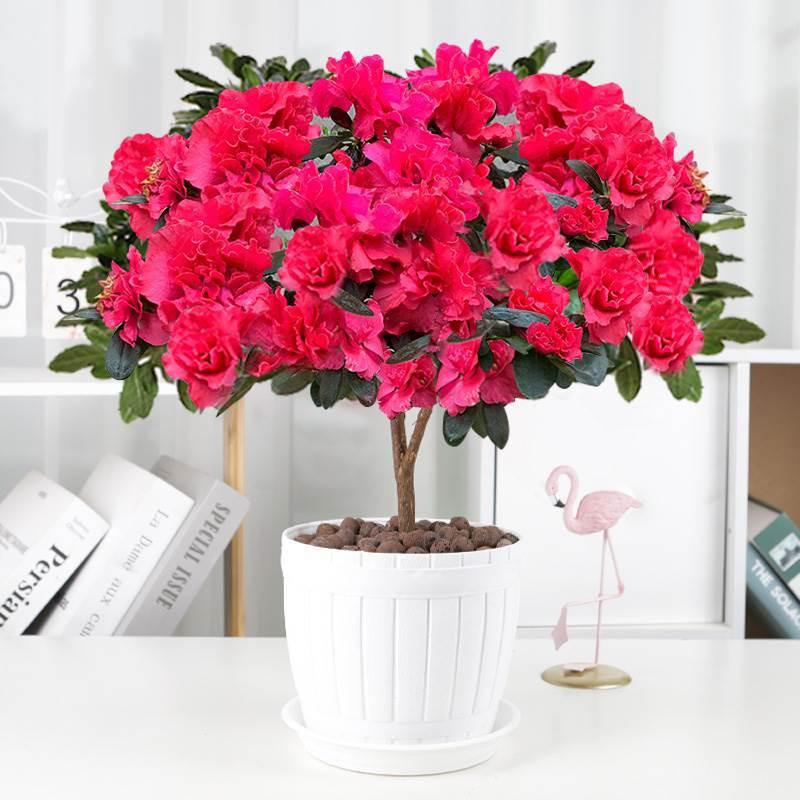 Large Azalea Potted Plant with Blooming Buds - Year-Round Indoor/Outdoor Cold-Resistant Green Flower, Easy Care