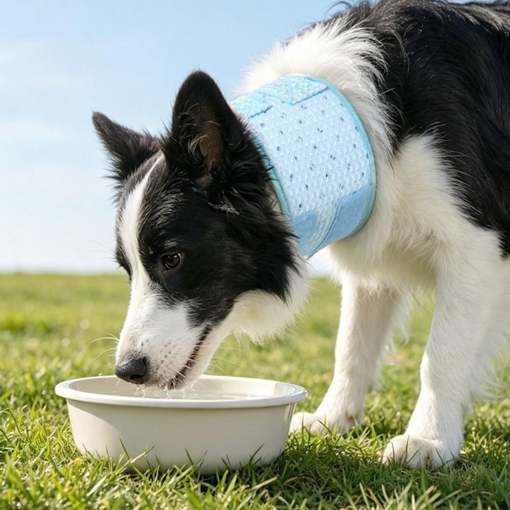 Breathable Cat Recovery Collar Adjustable Cat Elizabethan Collar Bite Protection