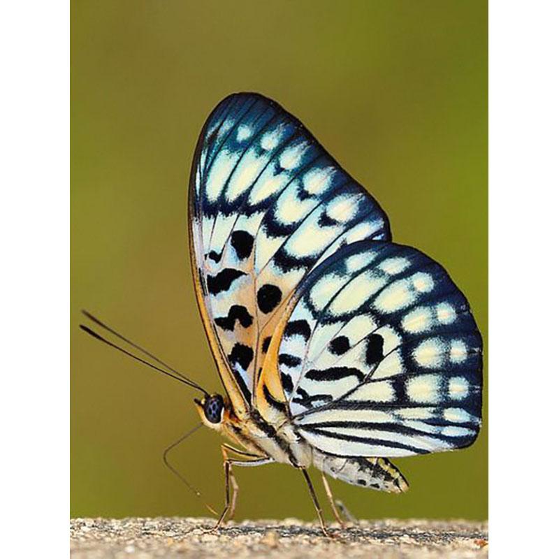 DIY Diamond Embroidery 5D Diamond Painting Butterfly Diamond Mosaic Cross Stitch Kits Rhinestones Wall Art Home Decor Gift