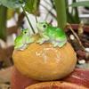 Yousheng 3Pcs Miniature Frog Figurines Plant Decorations Realistic Looking Weather-Resistant Adorable Frog Statues Garden Decor