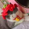 Весна Лето Шляпа для Кошки Эластичная Очаровательная Изящная Вязаная Шляпа для Питомца для Щенка Котят Реквизит для Вечеринки Фотосессии Декор Аксессуары для Кошки Высокое Качество