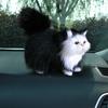 Simulation Cat Ornament Realistic Plush Kitty Toy Faux Fur Animals Model Furry Cat Doll Gift for Kids Cat Lovers