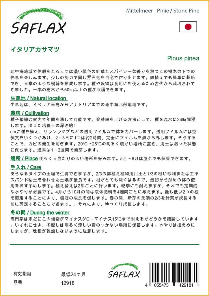 SAFLAX Сосна каменная - 6 семян - Pinus pinea