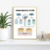 The Human Nervous System Human Brain Anatomy Brain Function Poster Print Wall Art Canvas Painting for Therapy Office Decor