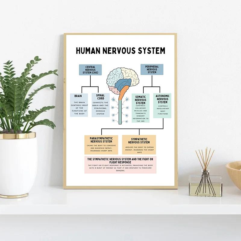 The Human Nervous System Human Brain Anatomy Brain Function Poster Print Wall Art Canvas Painting for Therapy Office Decor
