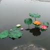 Artificial Floating Lotus Leaves Fake Foliage Plant 10/15/18/28/40Cm Eva Green Round Lotus Leaf Garden Pond Pool Decor