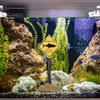Aquarium Decoration Ornament Cartoon Resin Artificial Shark Warning Sign Landscaping Accessories For Fish Tank Aquarium Background