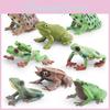 Набор фигурок животных ПВХ с реалистичными лягушками для детей, для обучения и демонстрации