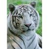 5D DIY алмазная живопись животное горный хрусталь Тигр Алмазная вышивка настенная картина мозаика украшение дома подарок ручной работы комплект