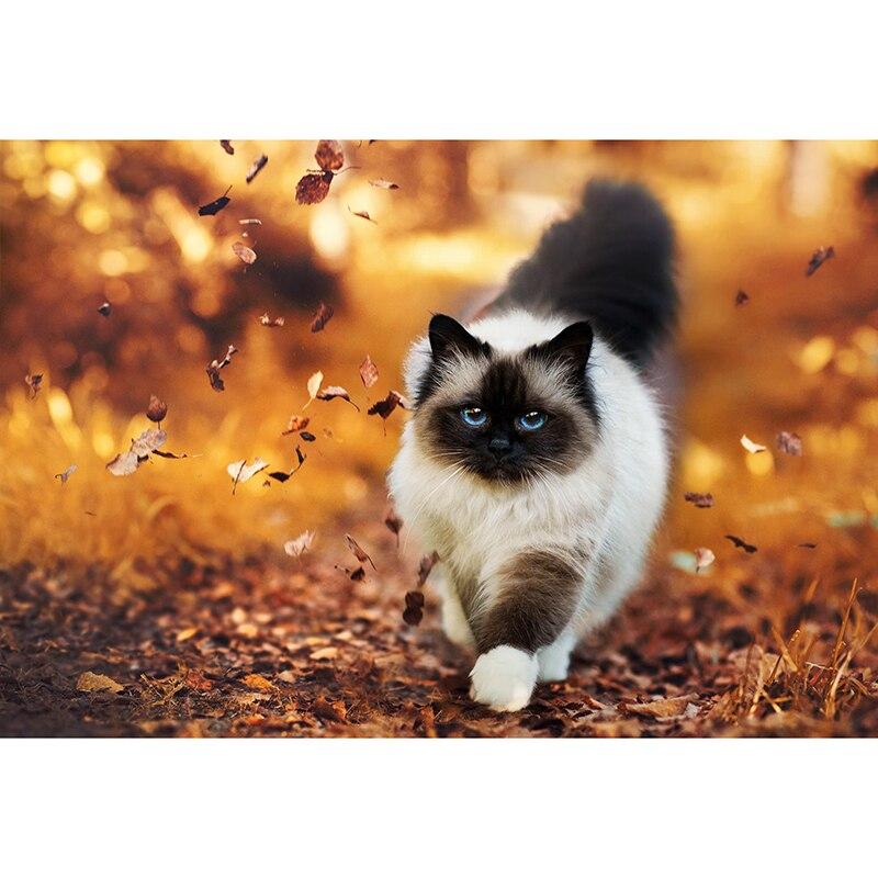 5D DIY алмазная живопись милый кот Алмазная вышивка животное вышивка крестиком полная круглая дрель ручной ремесла домашний декор подарок