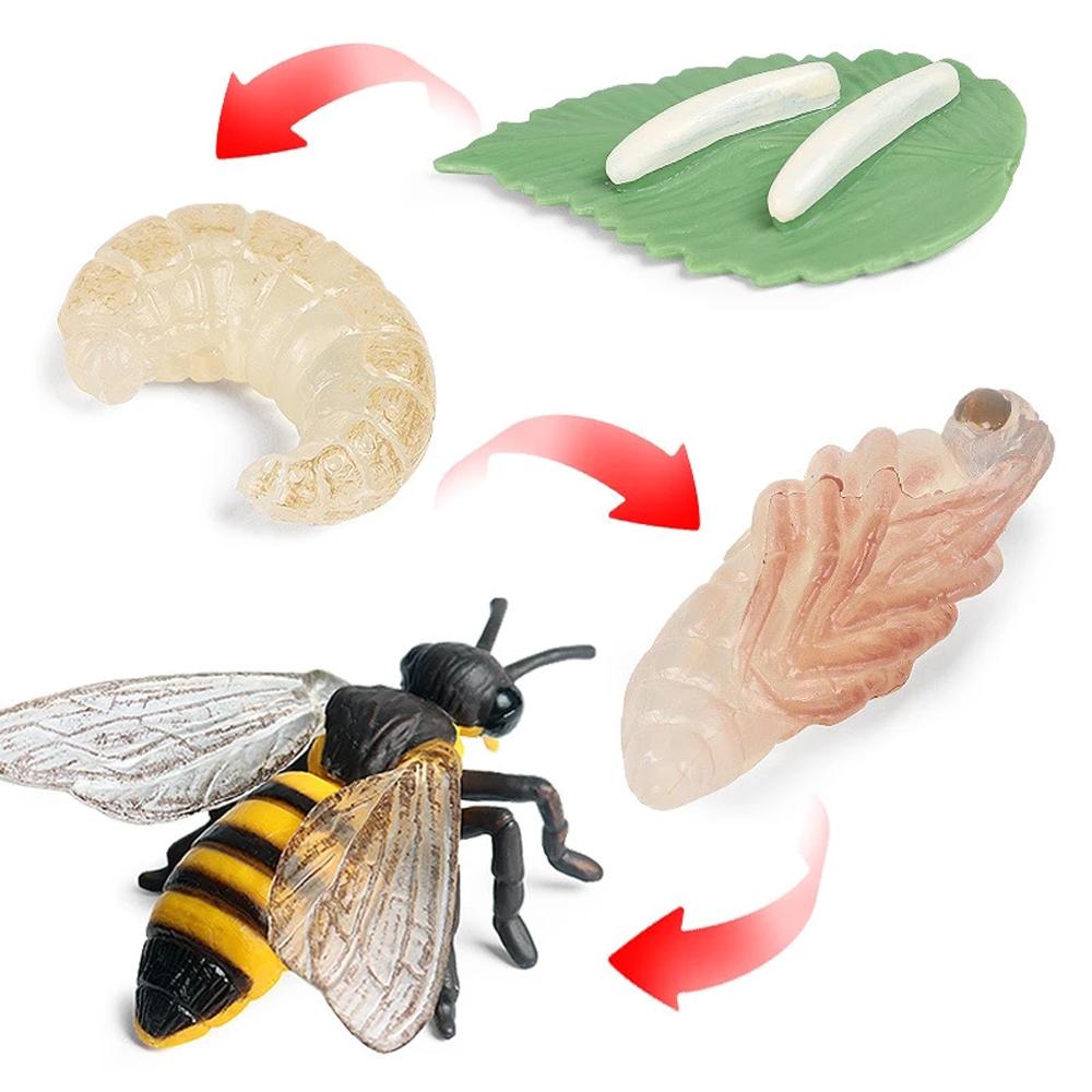 Cycle Plastic Models Life Cycle Figurine Simulation Animals Action Figures Growth Cycle Model