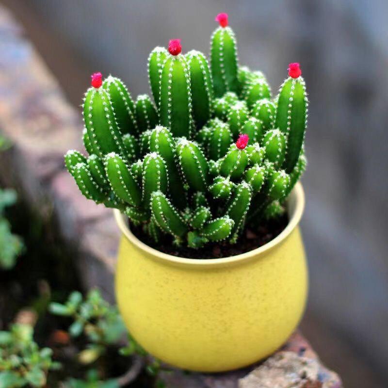 Layered Mountain Succulent: Green Cactus Money Tree for Indoor Spaces