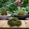Breathable Artificial Moss Fake Moss Plastic Moss Aesthetic Appeal