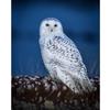 DIY Owl 5D Diamond Painting Full Round Drill Animal Diamond Embroidery Cross Stitch Mosaic Resin Crafts Kit Wall Art Home Decor