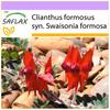 Горох пустынный Sturt's - 20 семян - Clianthus formosus