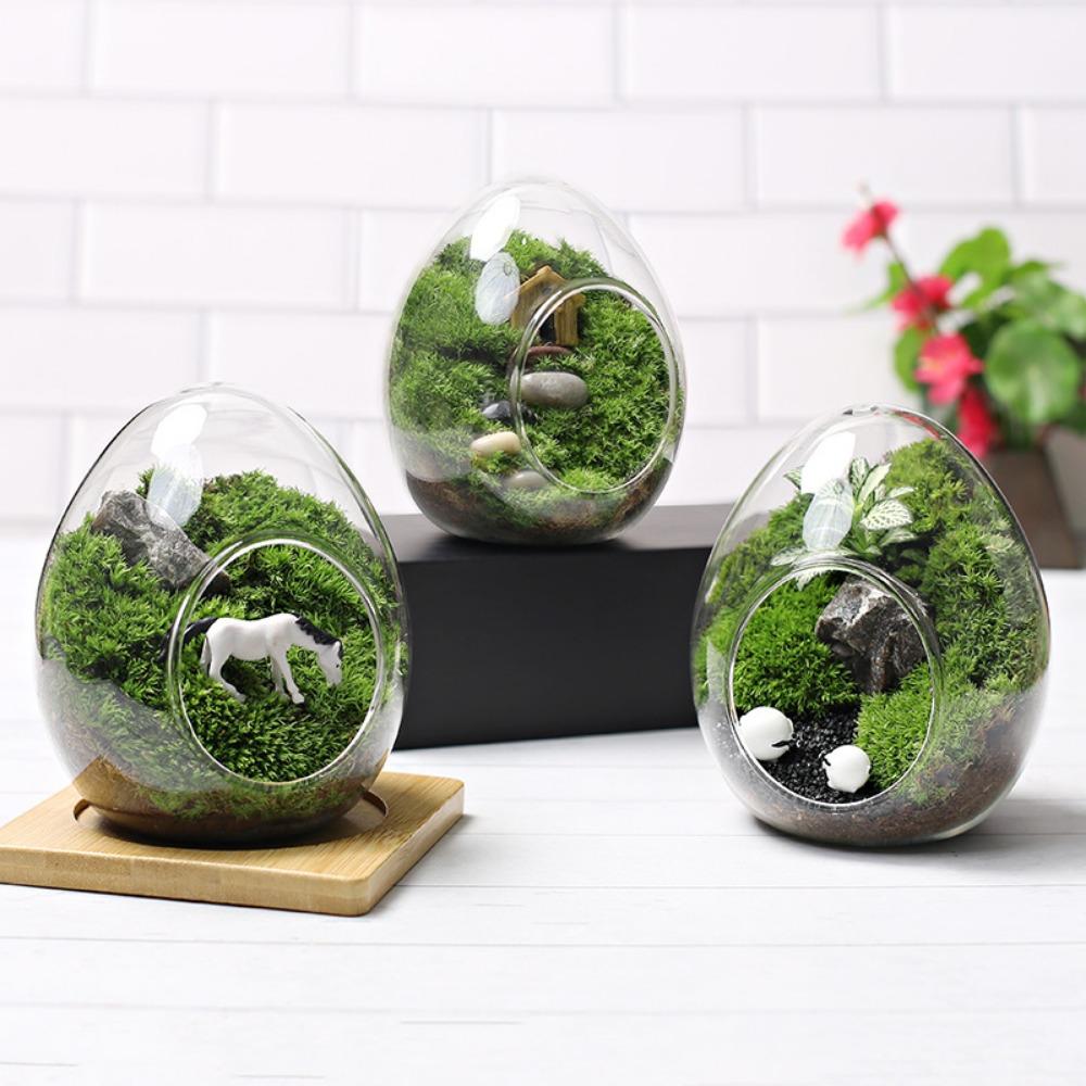 Transparent Succulent Glass Vase Beautiful Micro Landscape Moss Bottle Garden